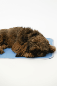 Cool Pet Pad (COOLING BED: medium)